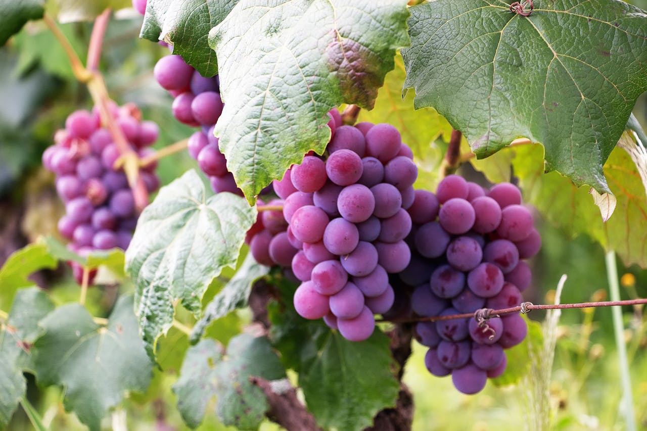 Mastering the First Impression: Your intriguing post title goes here Lush clusters of violet grapes ripening in a Brazilian vineyard, surrounded by vibrant green leaves.